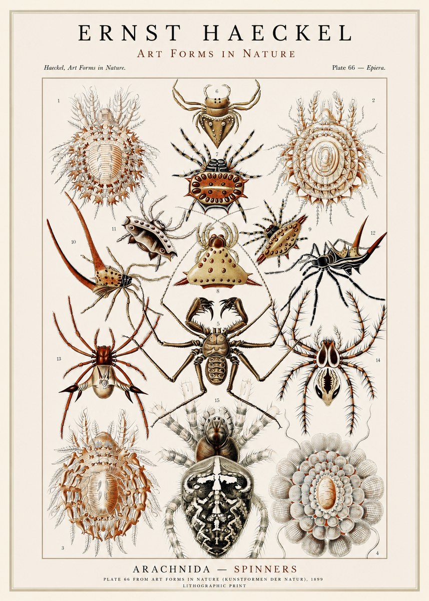 Ernst Haeckel Arachnida — Spiders No3 - Plakát