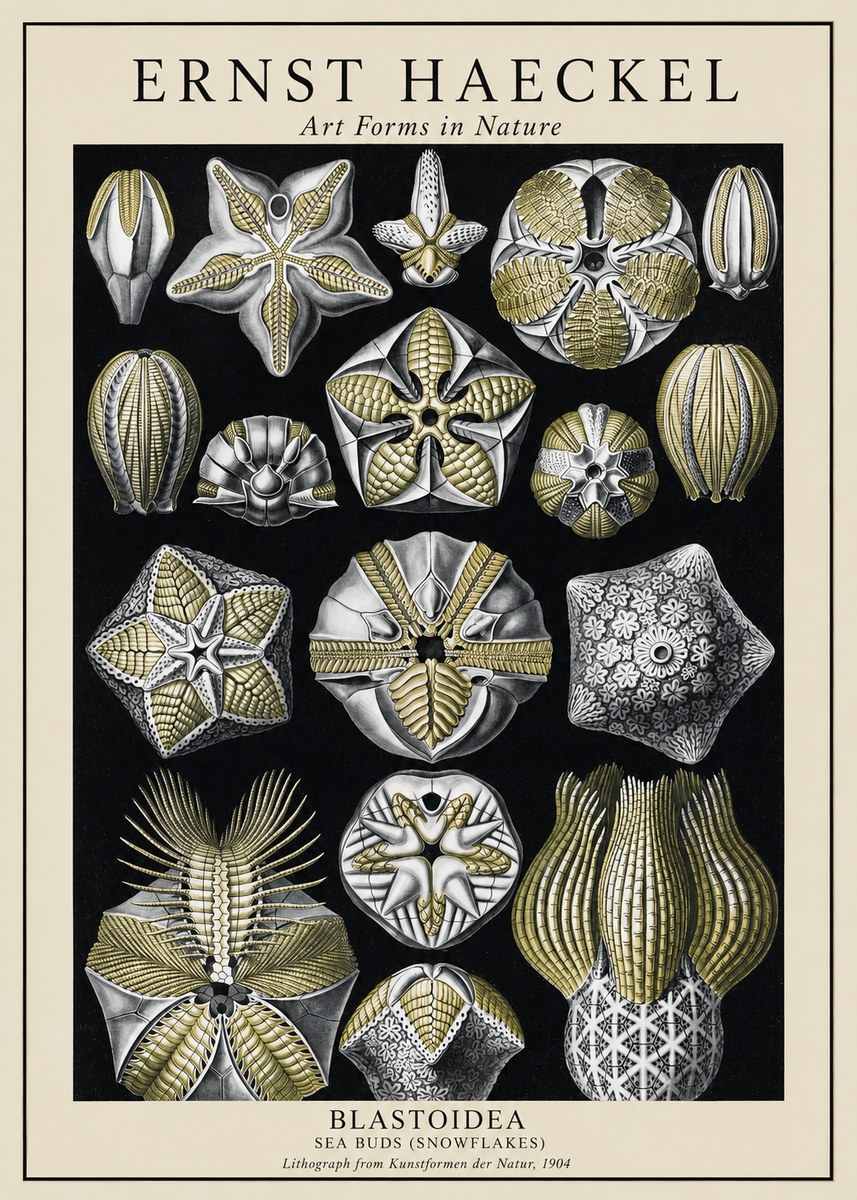 Ernst Haeckel Blastoidea Sea Buds (Snowflakes) No1 - Plakát