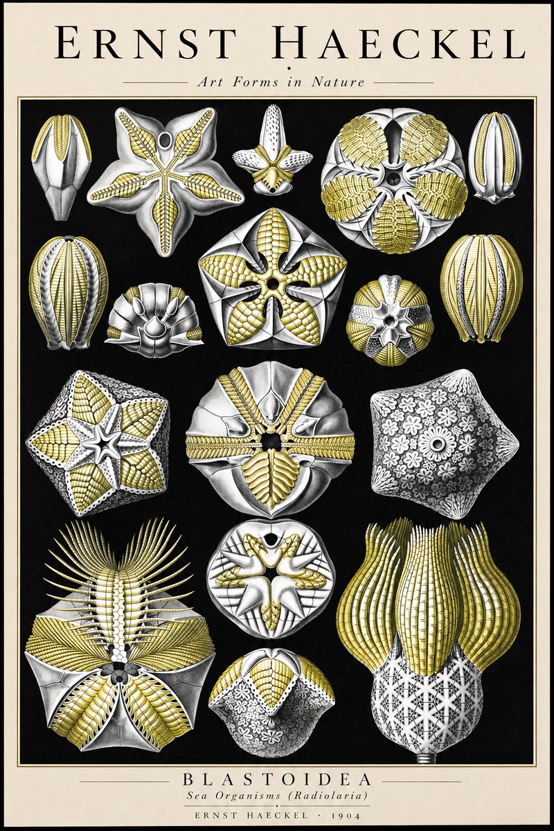 Ernst Haeckel Blastoidea Sea Buds (Snowflakes) No3 - Plakát