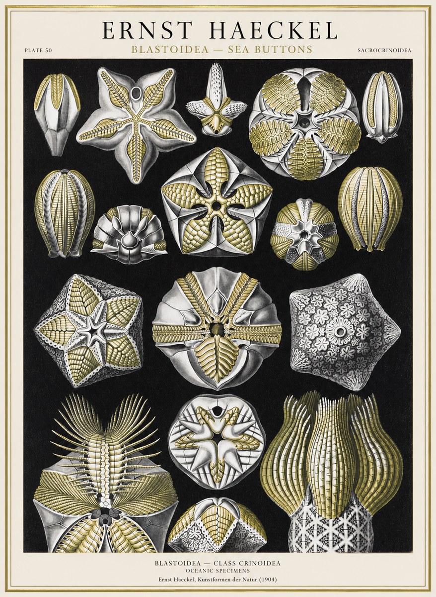 Ernst Haeckel Blastoidea Sea Buds (Snowflakes) No4 - Plakát