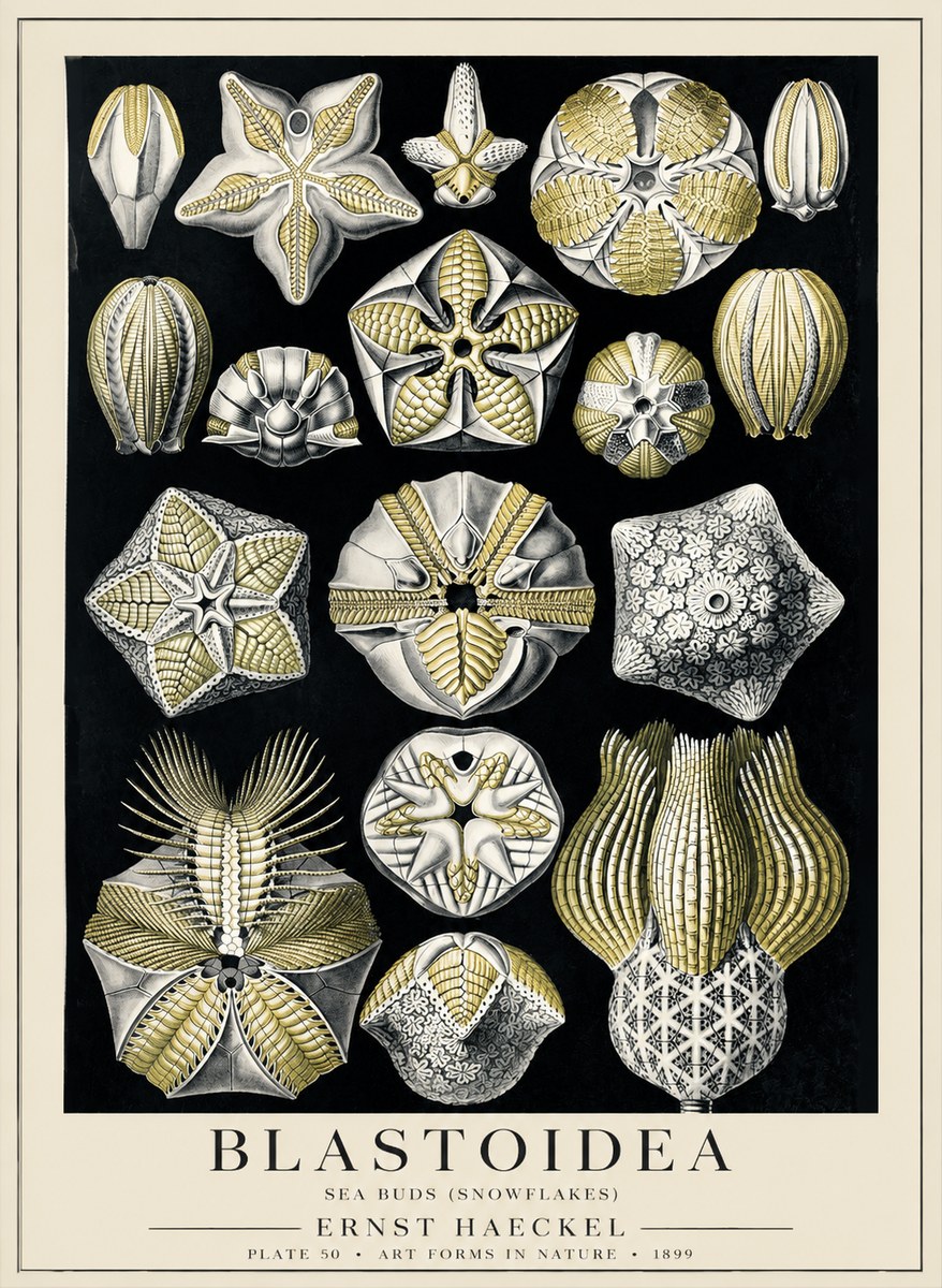 Ernst Haeckel Blastoidea Sea Buds (Snowflakes) No5 - Plakát