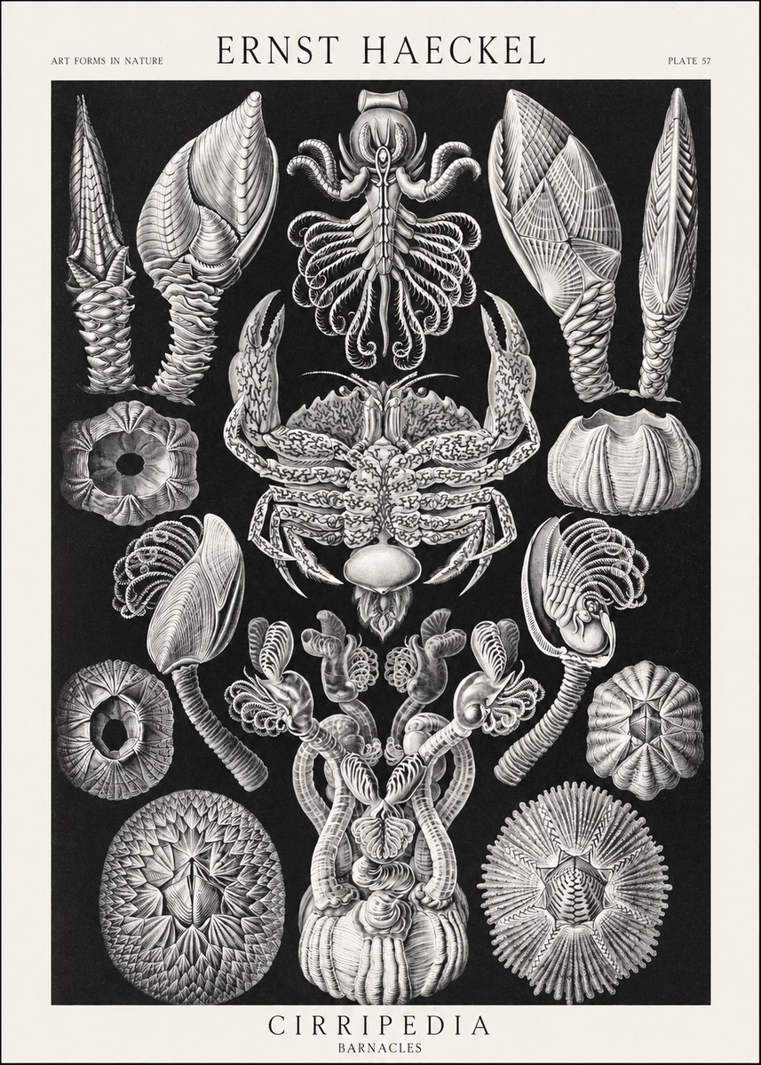 Ernst Haeckel Cirripedia Barnacles No3 - Plakát