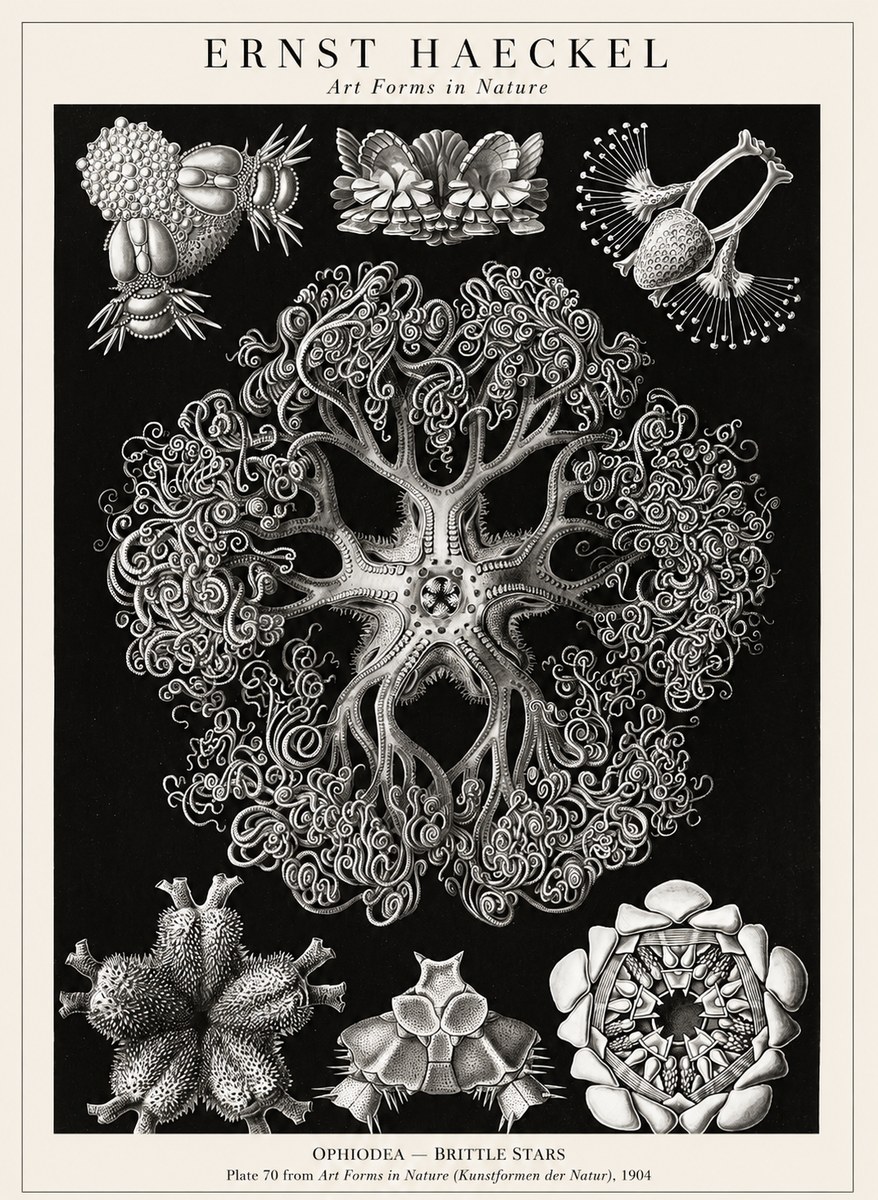 Ernst Haeckel Ophiodea - Brittle Stars II No1 - Plakát