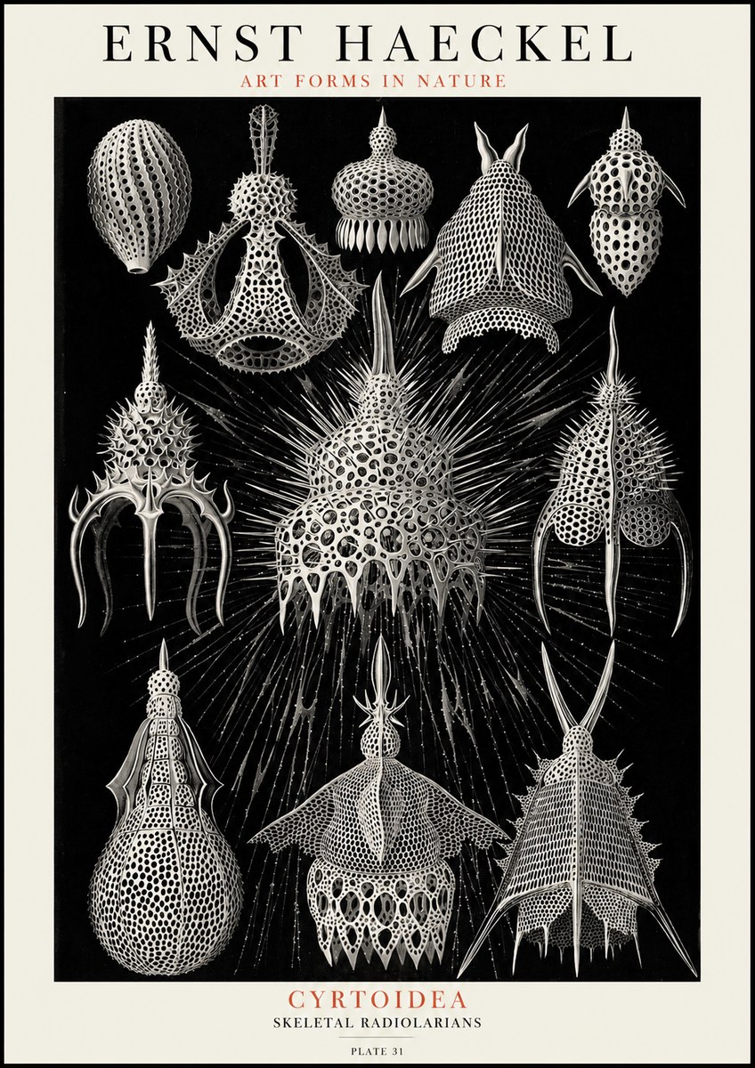 Ernst Haeckel Cyrtoidea - Starry Radiolarians No4 - Plakát