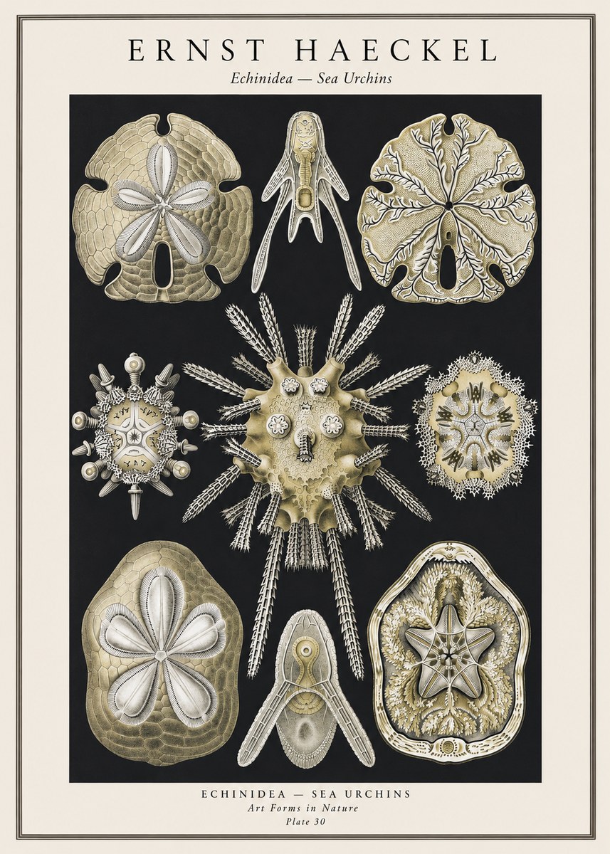 Ernst Haeckel Echinidea — Sea Urchins No1 - Plakát