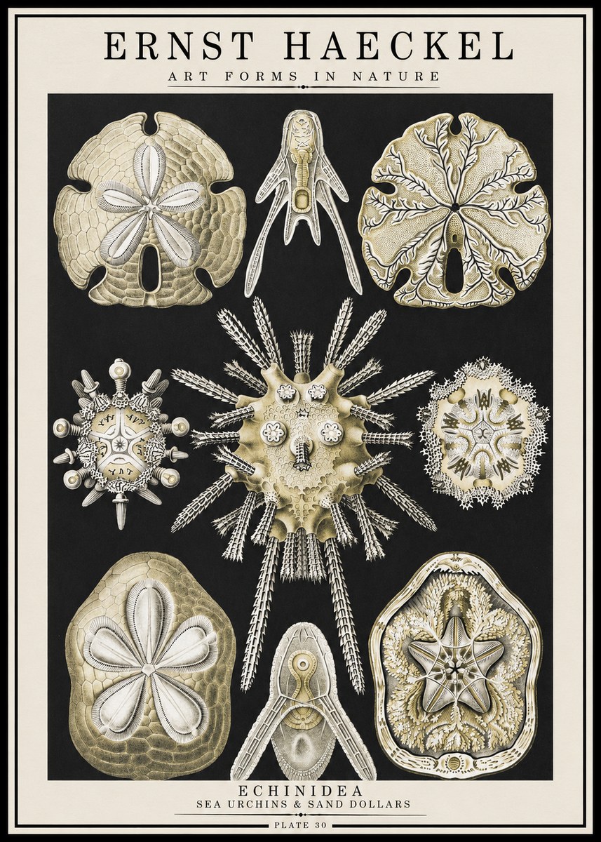 Ernst Haeckel Echinidea — Sea Urchins No4 - Plakát