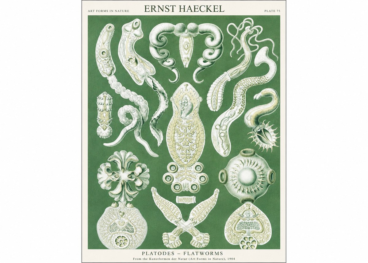 Ernst Haeckel Platodes – Flatworms No1 - Plakát