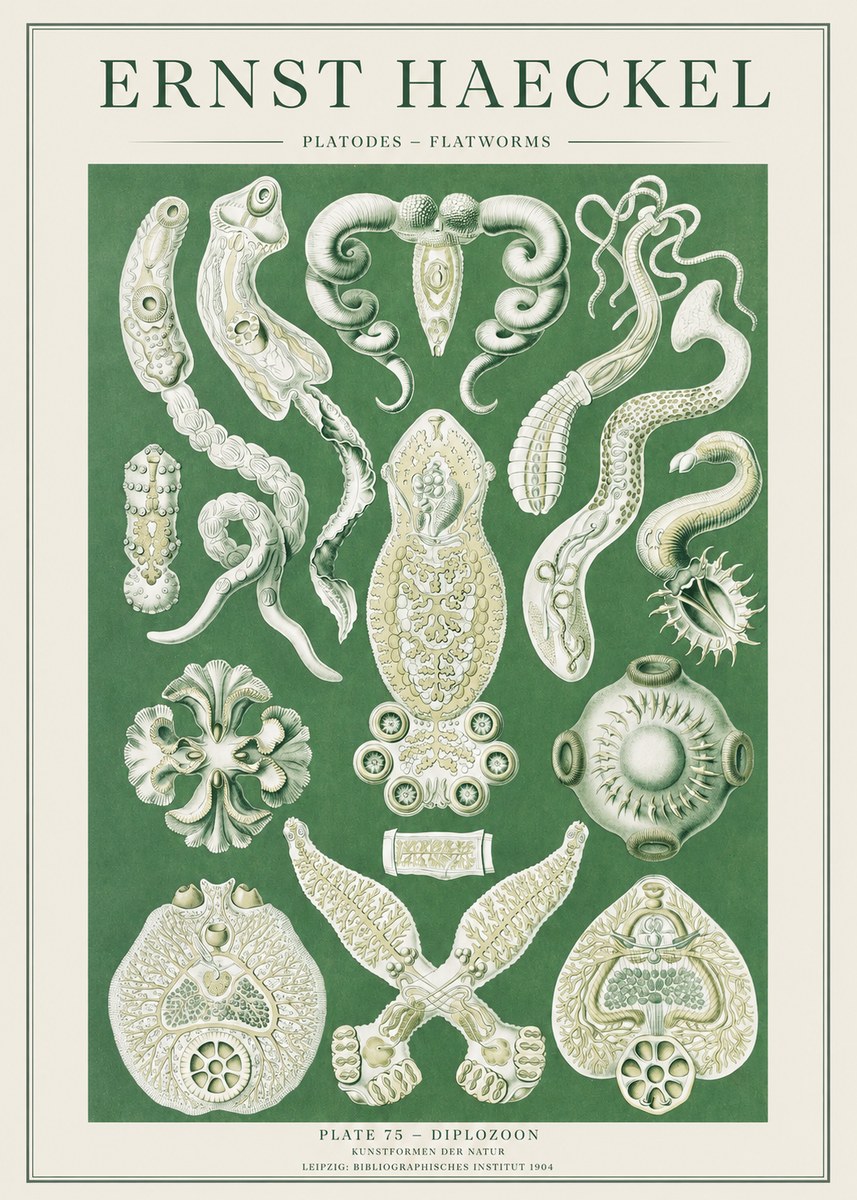 Ernst Haeckel Platodes – Flatworms No2 - Plakát
