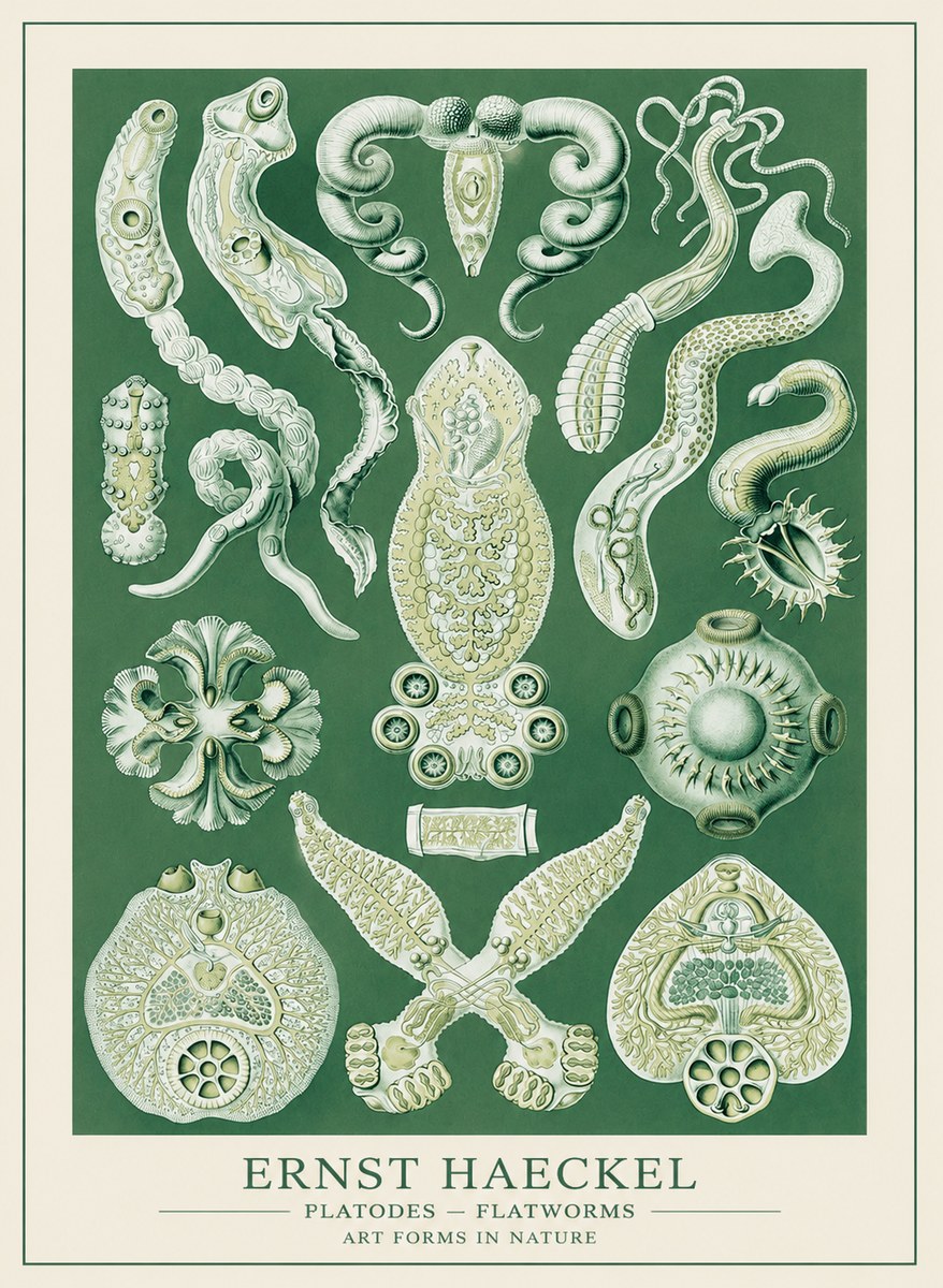 Ernst Haeckel Platodes – Flatworms No3 - Plakát