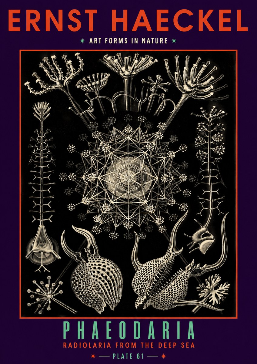 Ernst Haeckel Phaeodaria Radiolarians - Plate 61 No6 - Plakát