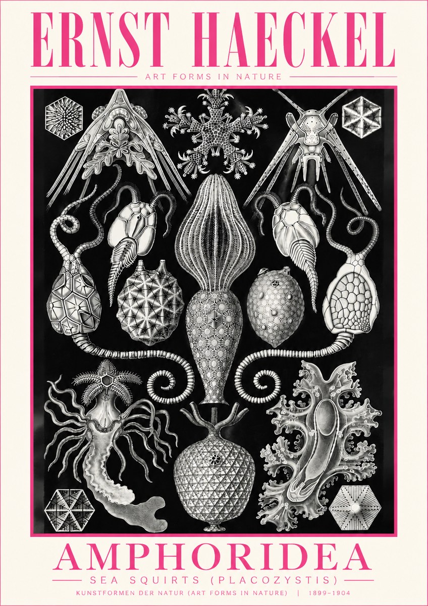 Ernst Haeckel Amphoridea No5 - Plakát