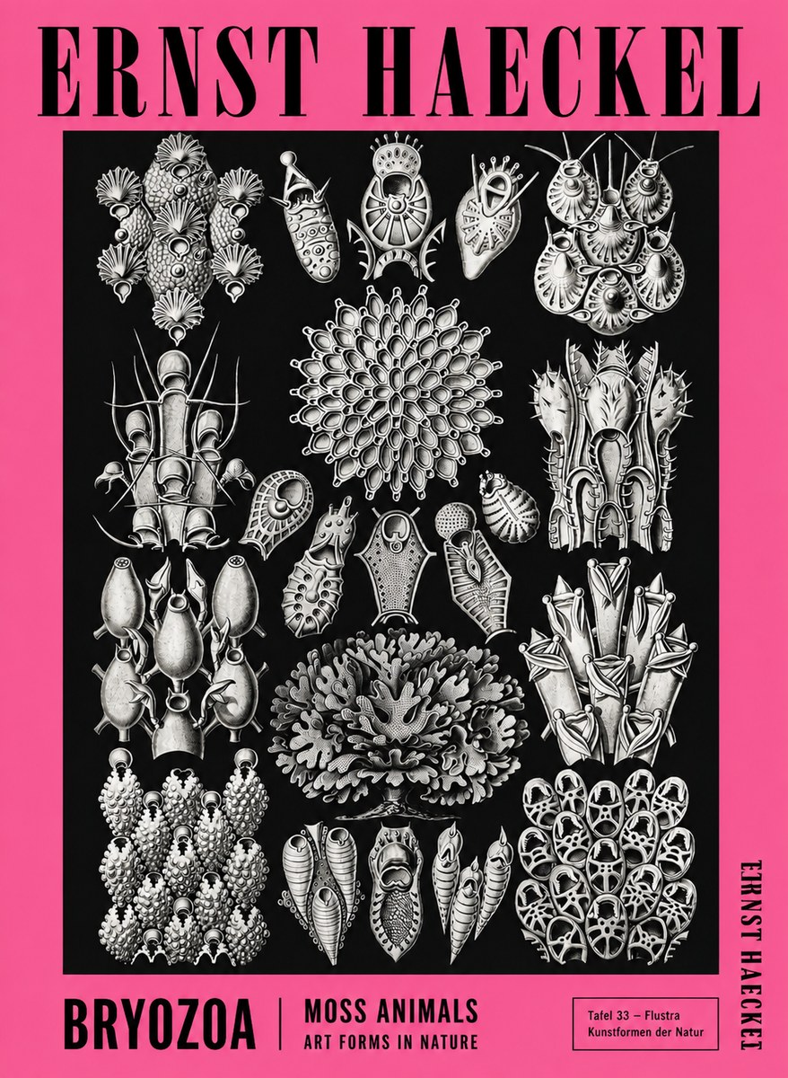 Ernst Haeckel Bryozoa No4 - Plakát