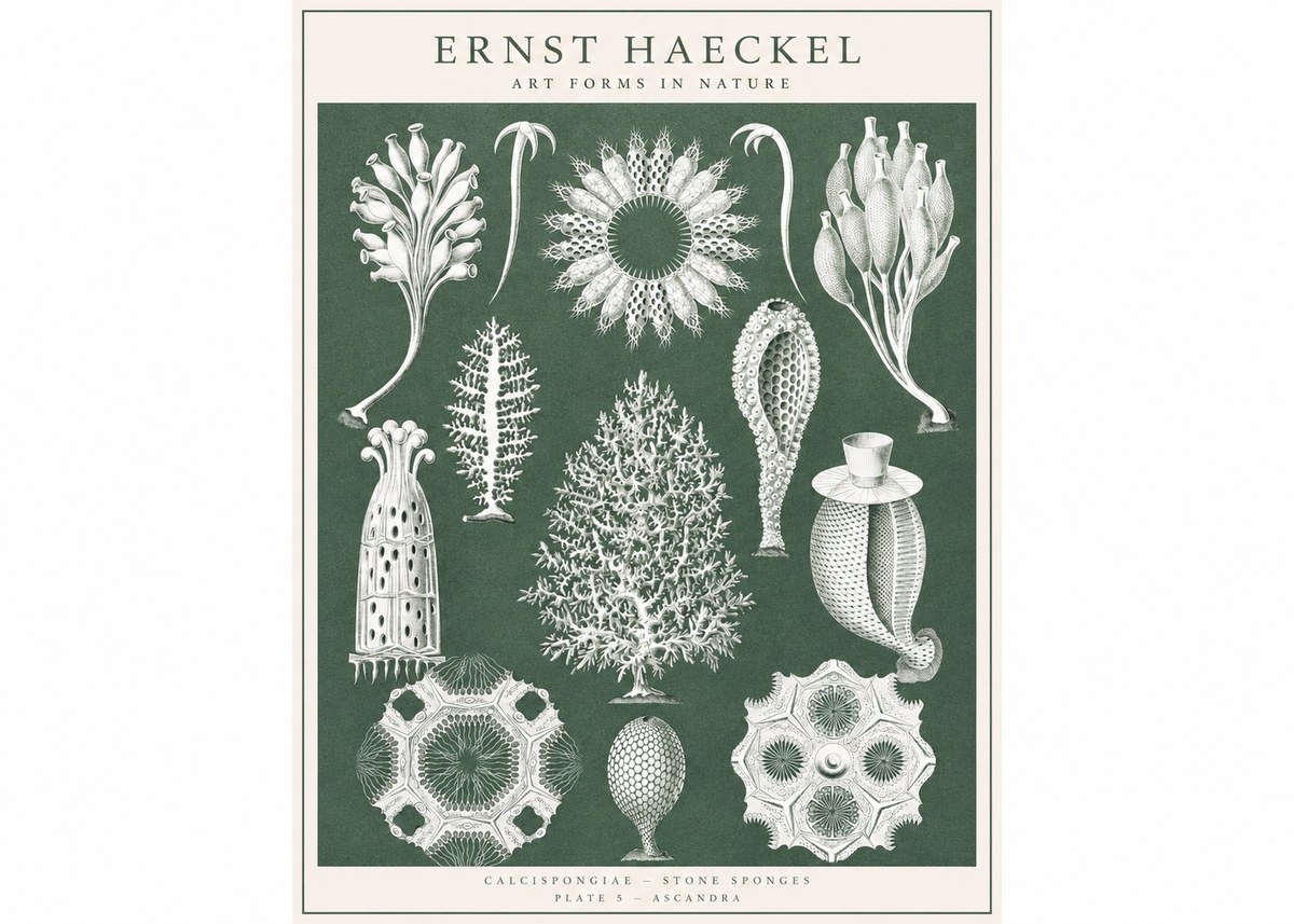 Ernst Haeckel Calcispongiae - Calcisponiges - Plate 5 - Asconia No3 - Plakát