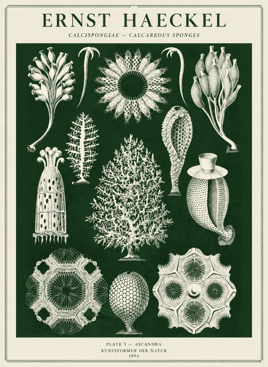Ernst Haeckel Calcispongiae - Calcisponiges - Plate 5 - Asconia No5 - Plakát