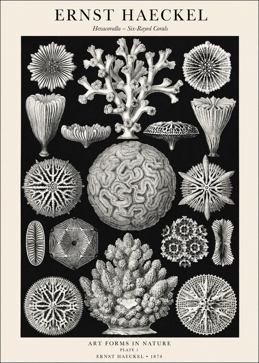Ernst Haeckel Hexacoralla – Six-rayed Corals No1 - Plakát