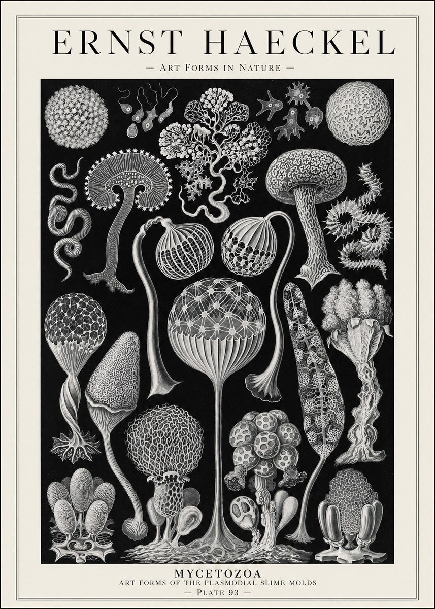 Ernst Haeckel Mycetozoa No1 - Plakát