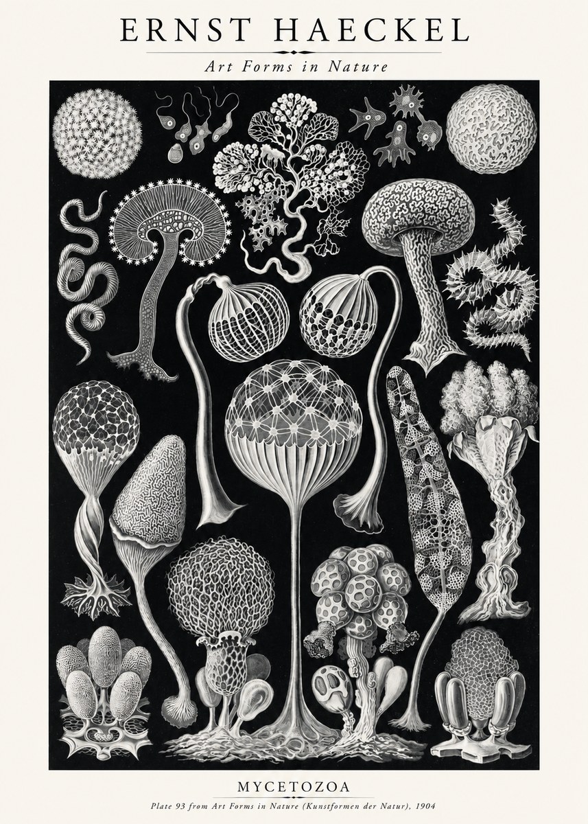 Ernst Haeckel Mycetozoa No2 - Plakát