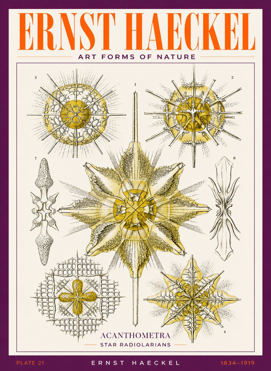 Ernst Haeckel Acanthometra - Star Radiolarians No3 - Plakát