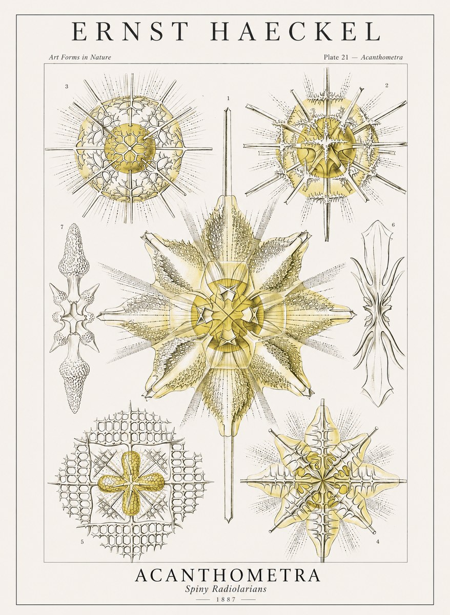 Ernst Haeckel Acanthometra - Star Radiolarians No4 - Plakát