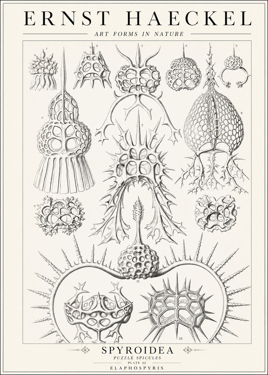 Ernst Haeckel Spyroidea - Puffball Radiolarians - Plate 22 No2 - Plakát