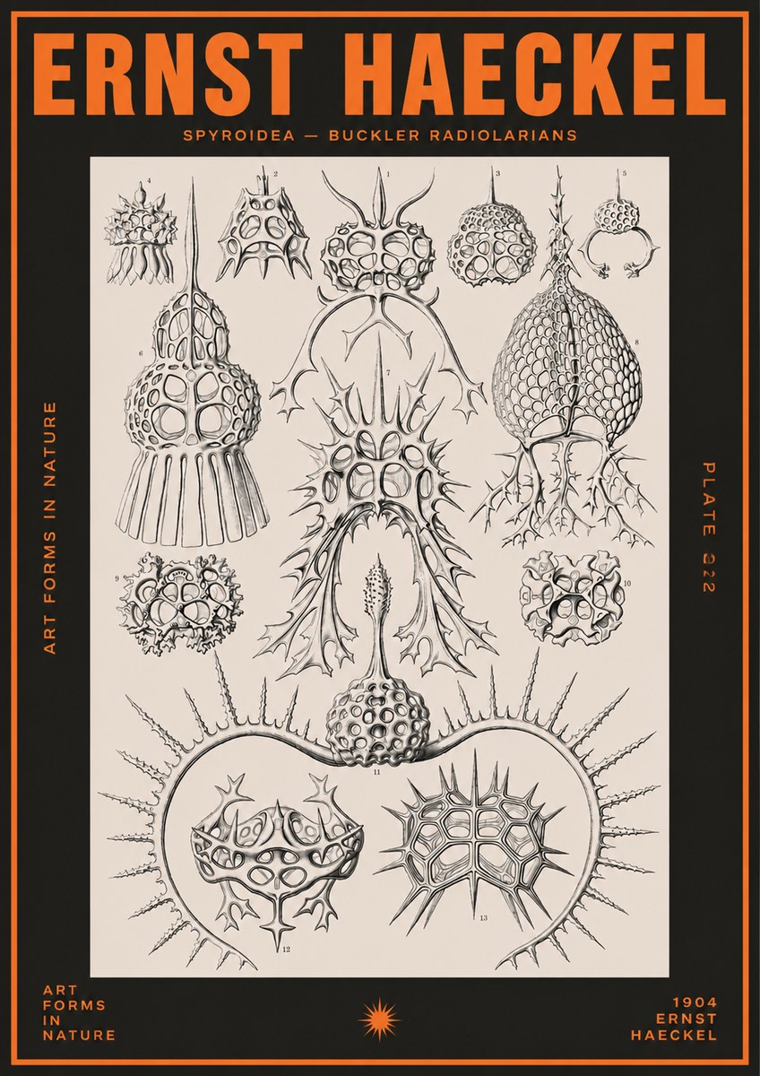 Ernst Haeckel Spyroidea - Puffball Radiolarians - Plate 22 No5 - Plakát