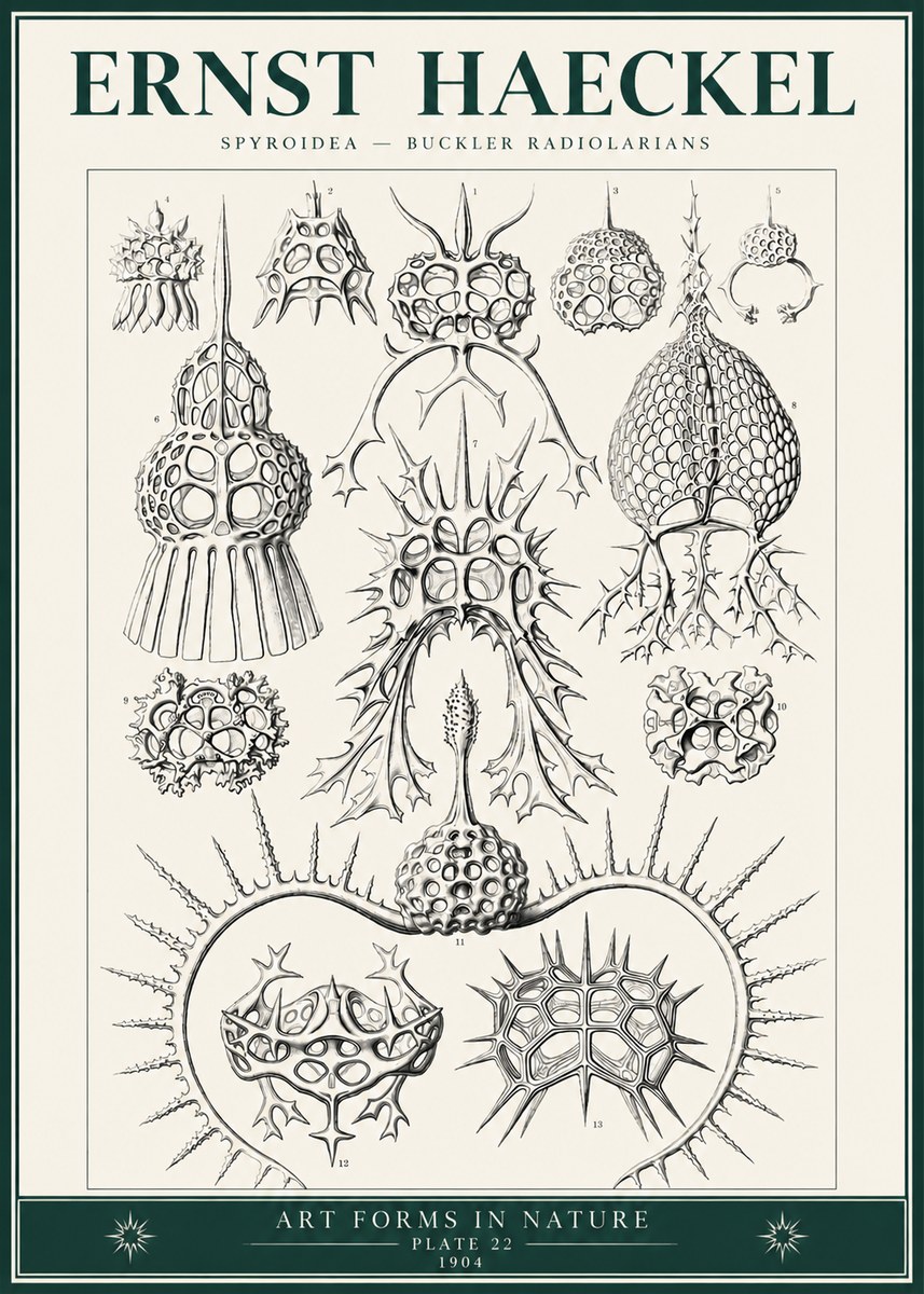 Ernst Haeckel Spyroidea - Puffball Radiolarians - Plate 22 No6 - Plakát
