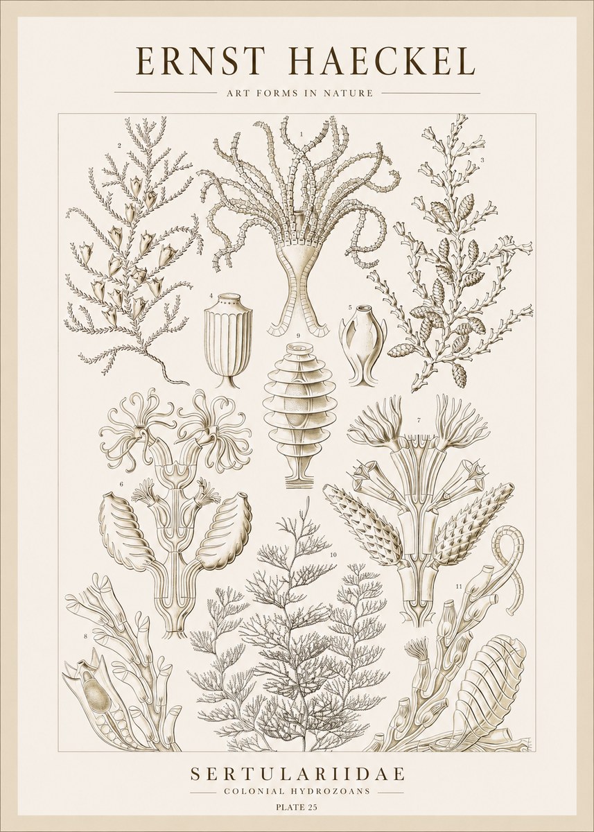 Ernst Haeckel Sertulariidae No1 - Plakát