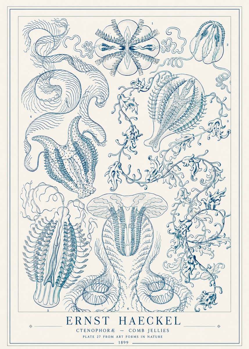 Ernst Haeckel Ctenophoræ – Comb Jellies No1 - Plakát