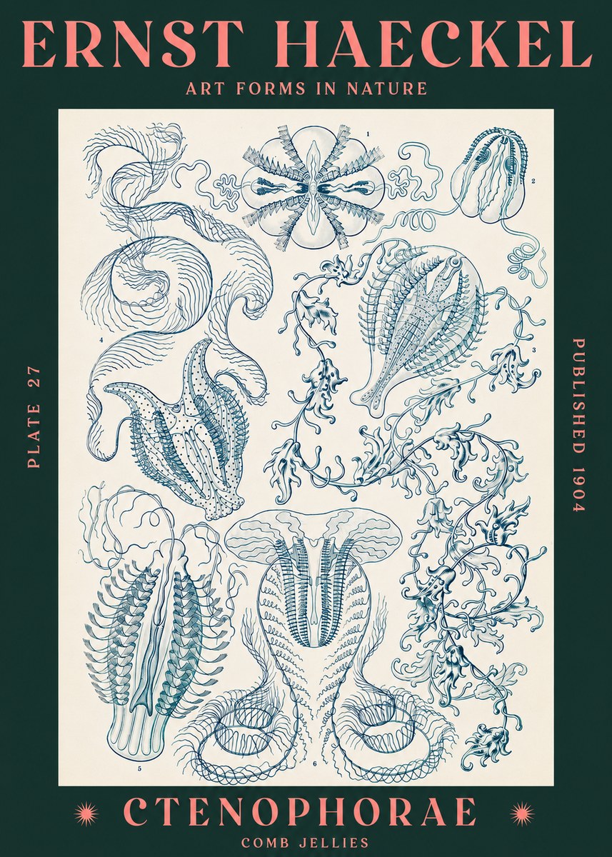 Ernst Haeckel Ctenophoræ – Comb Jellies No3 - Plakát