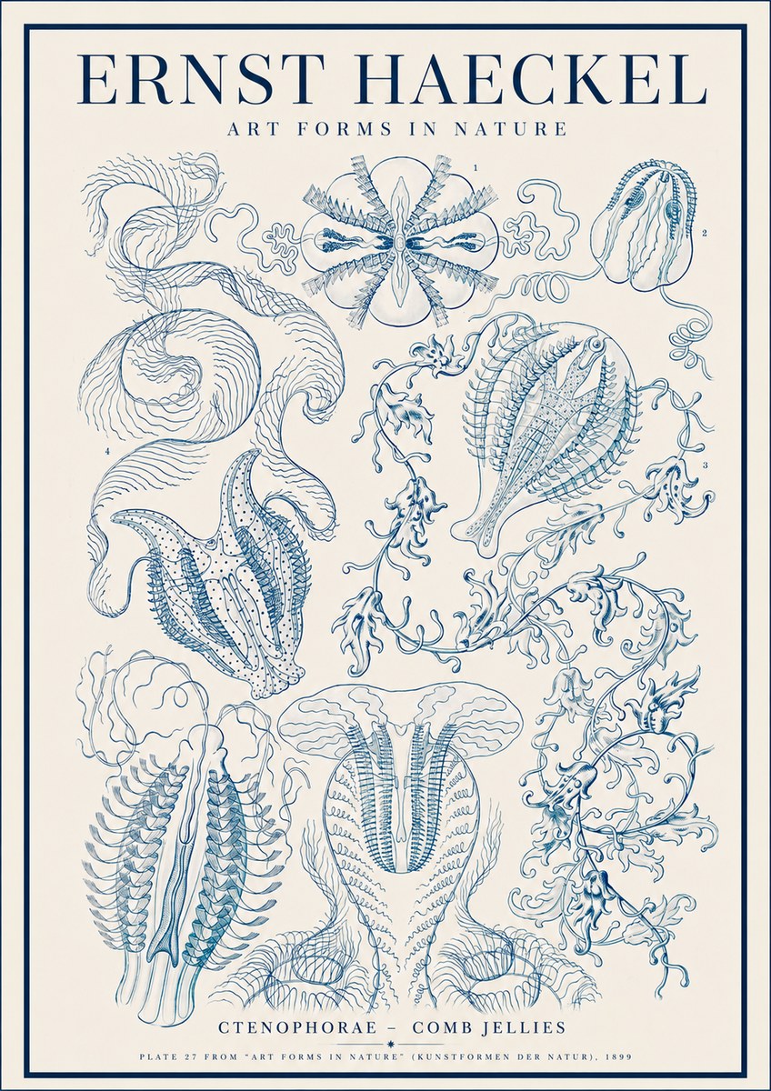 Ernst Haeckel Ctenophoræ – Comb Jellies No4 - Plakát
