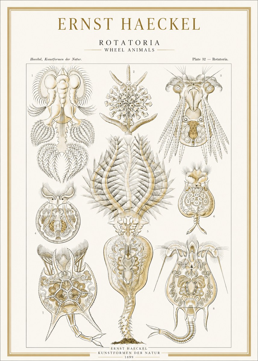 Ernst Haeckel Rotatoria - Wheel Animals No1 - Plakát