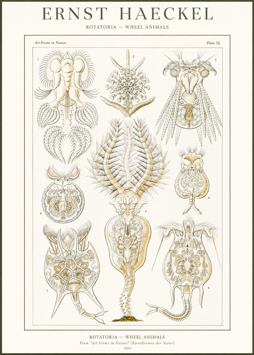 Ernst Haeckel Rotatoria - Wheel Animals No2 - Plakát