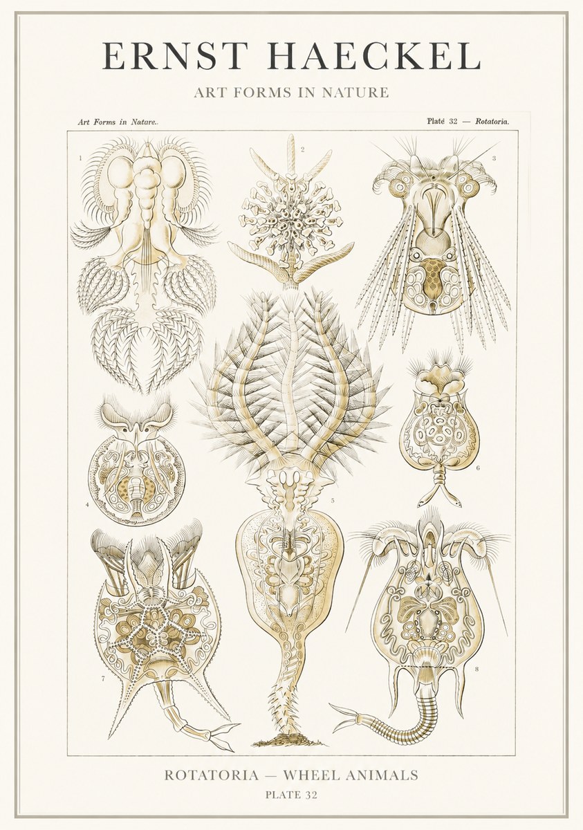 Ernst Haeckel Rotatoria - Wheel Animals No3 - Plakát