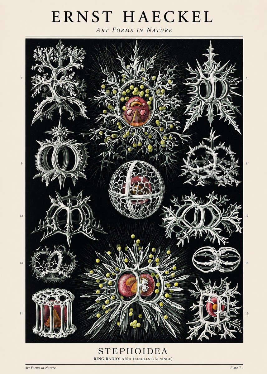 Ernst Haeckel Stephoidea No1 - Plakát