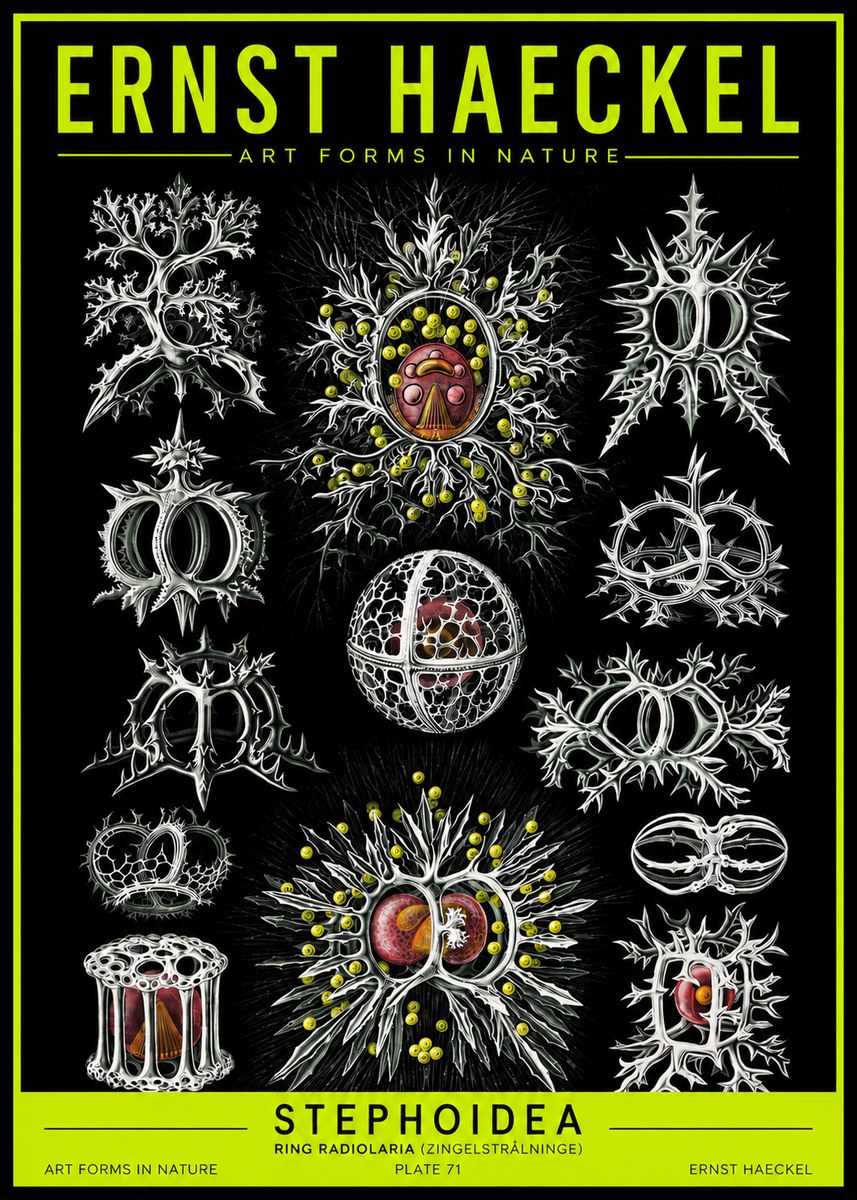 Ernst Haeckel Stephoidea No2 - Plakát
