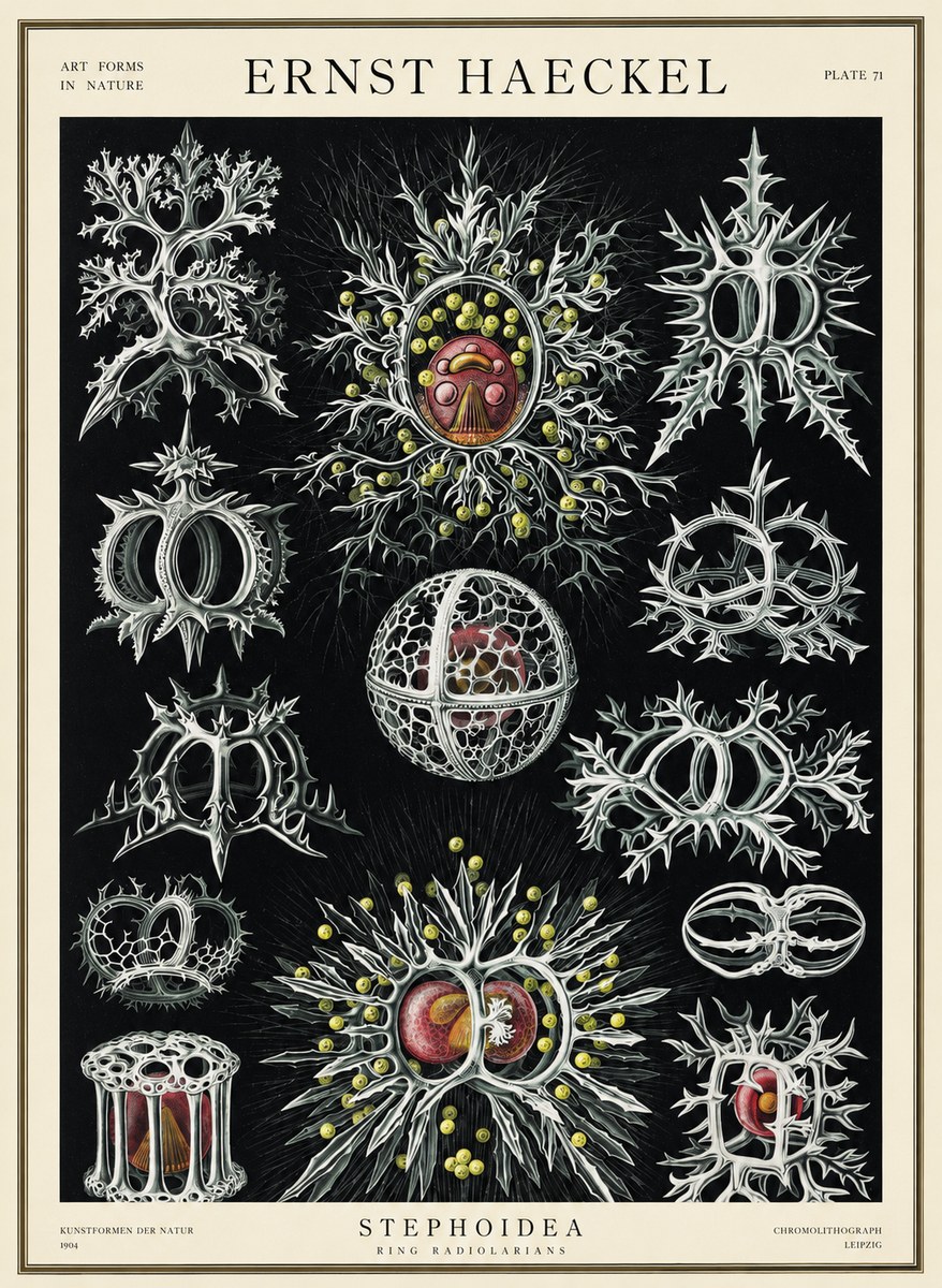 Ernst Haeckel Stephoidea No3 - Plakát