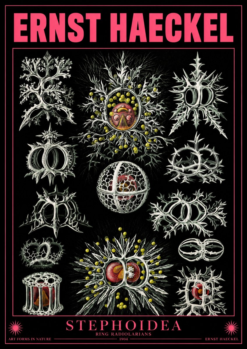 Ernst Haeckel Stephoidea No4 - Plakát