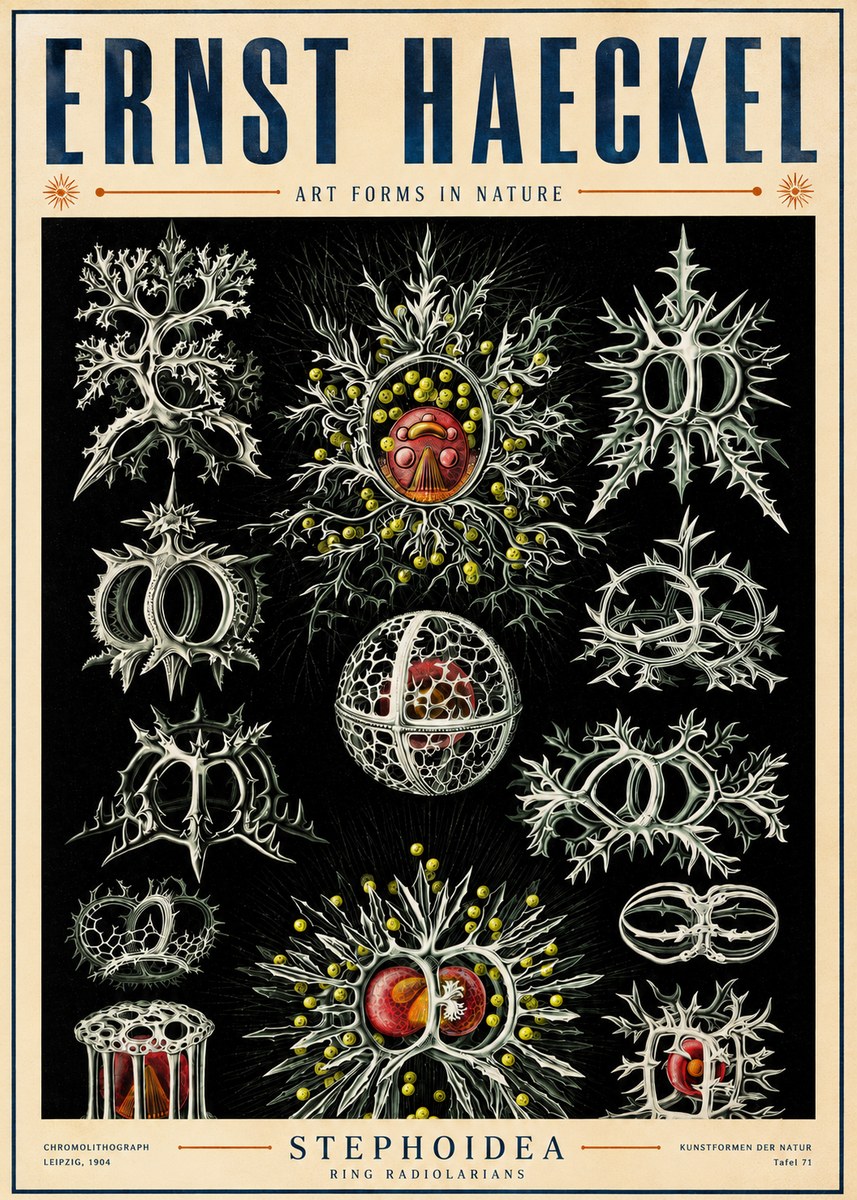 Ernst Haeckel Stephoidea No5 - Plakát