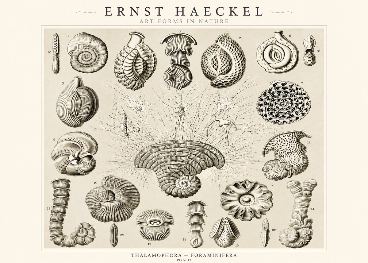 Ernst Haeckel Thalamophora – Foraminifera Plate 12 No1 - Plakát