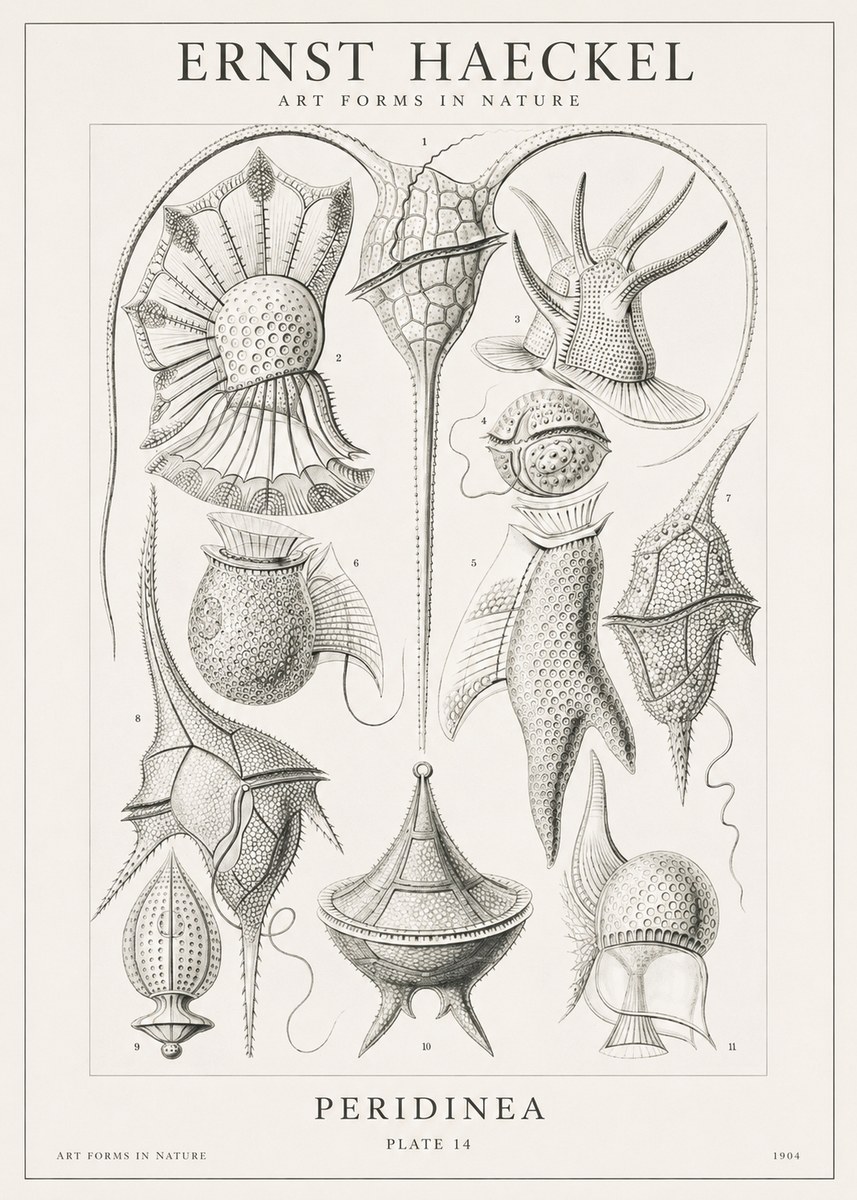 Ernst Haeckel Peridinea No1 - Plakát
