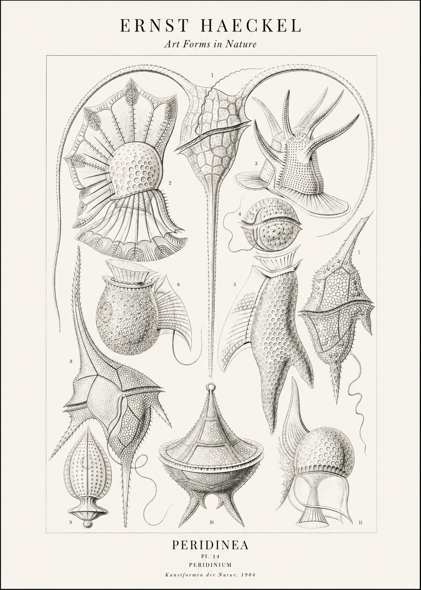 Ernst Haeckel Peridinea No2 - Plakát