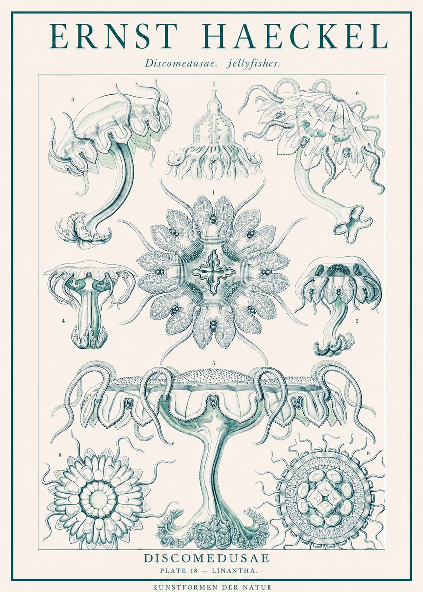 Ernst Haeckel Discomedusae. Jellyfishes. No1 - Plakát