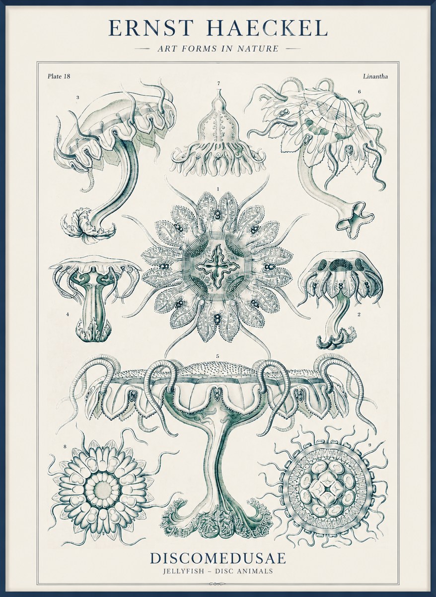 Ernst Haeckel Discomedusae. Jellyfishes. No4 - Plakát