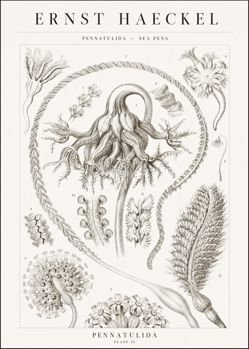 Ernst Haeckel Pennatulida - Sea Pens No1 - Plakát