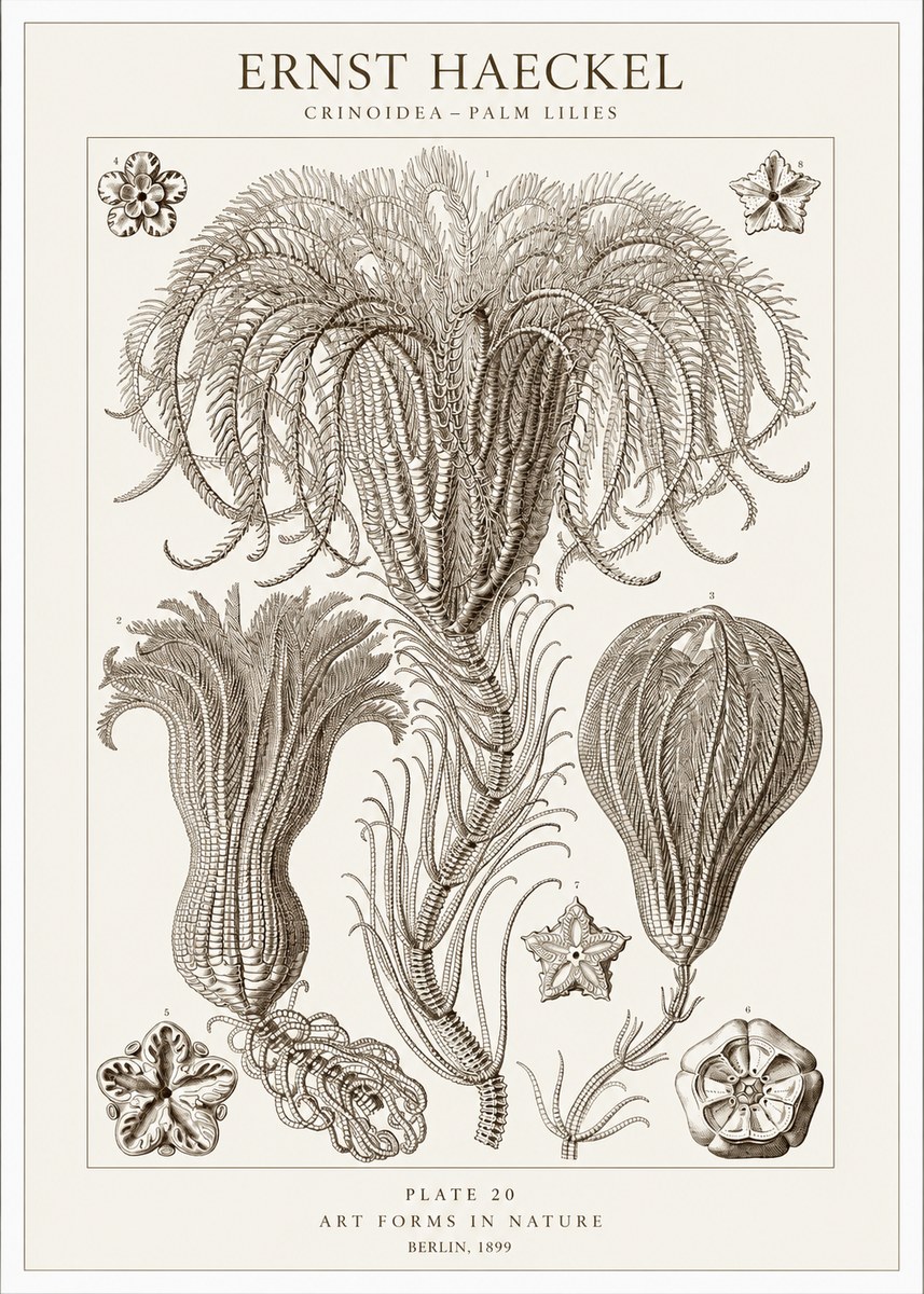 Ernst Haeckel Crinoidea - Palm Lilies No1 - Plakát