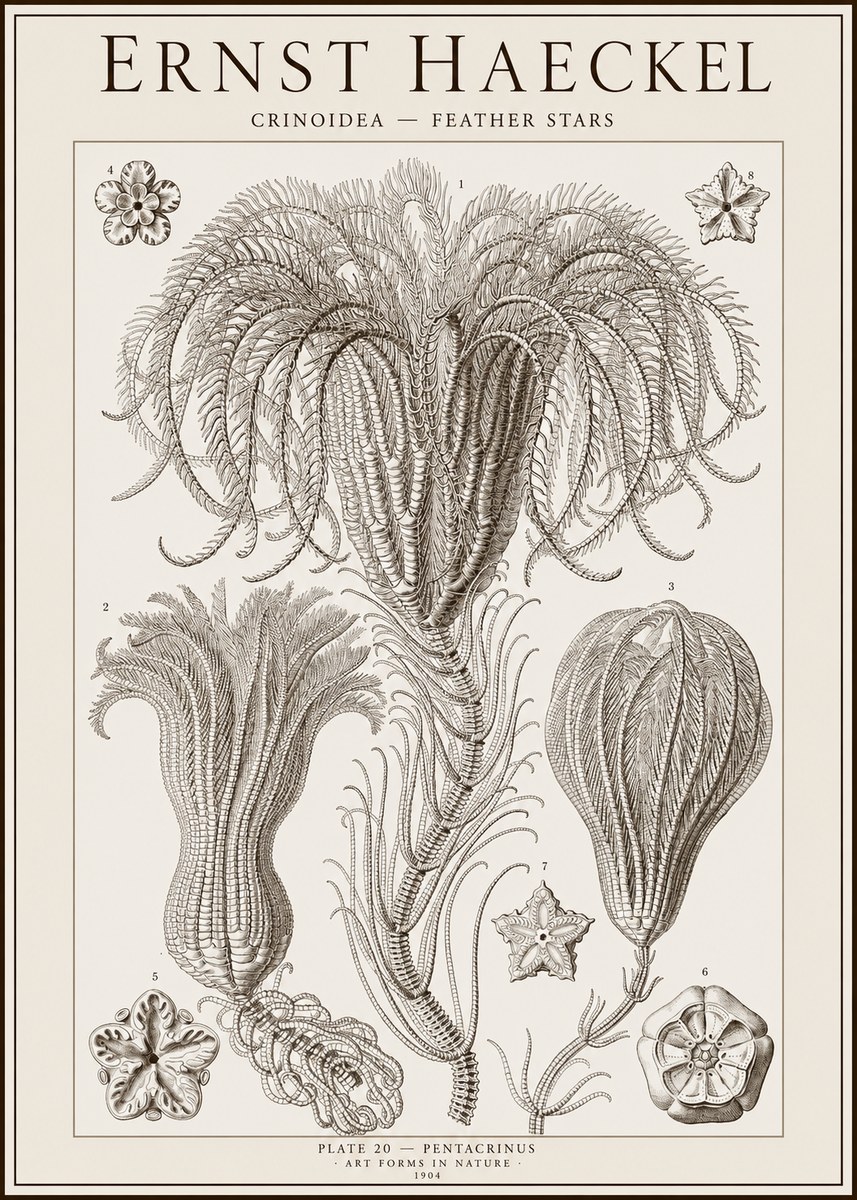 Ernst Haeckel Crinoidea - Palm Lilies No2 - Plakát