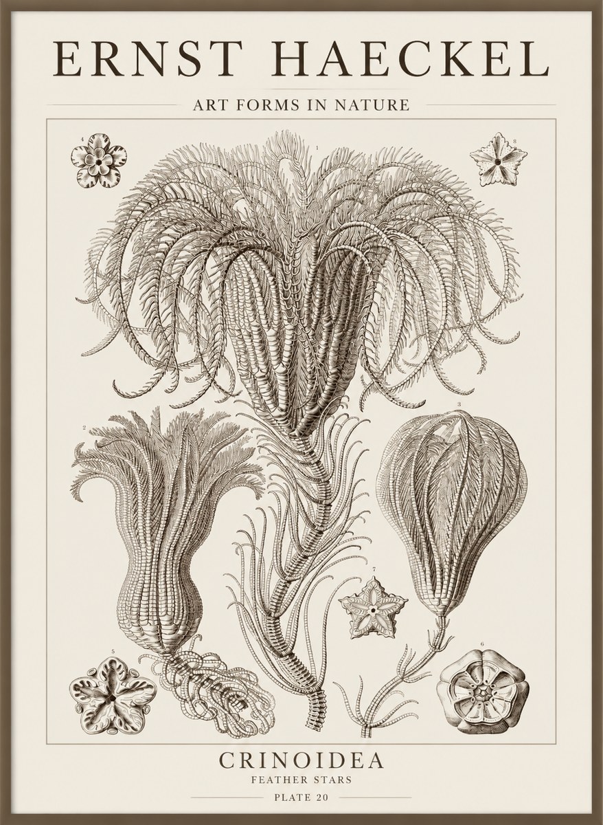 Ernst Haeckel Crinoidea - Palm Lilies No5 - Plakát