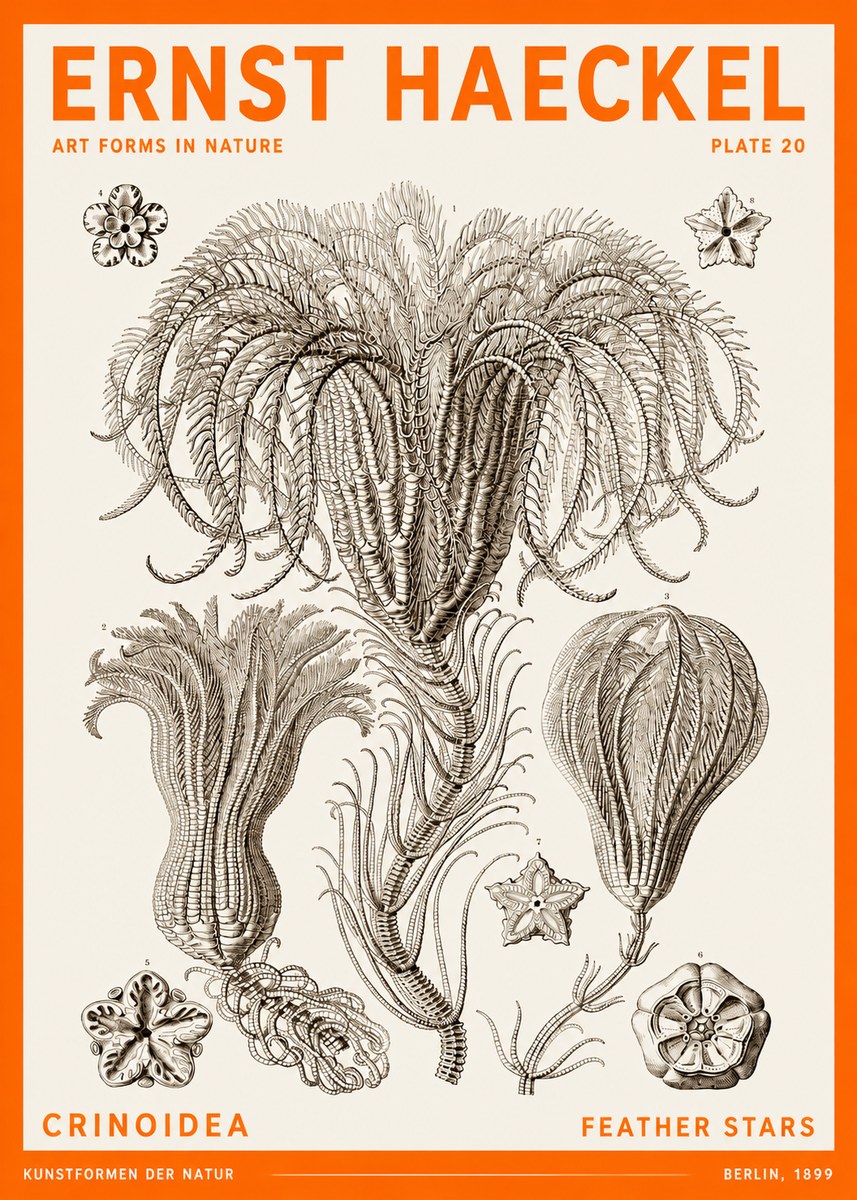 Ernst Haeckel Crinoidea - Palm Lilies No6 - Plakát