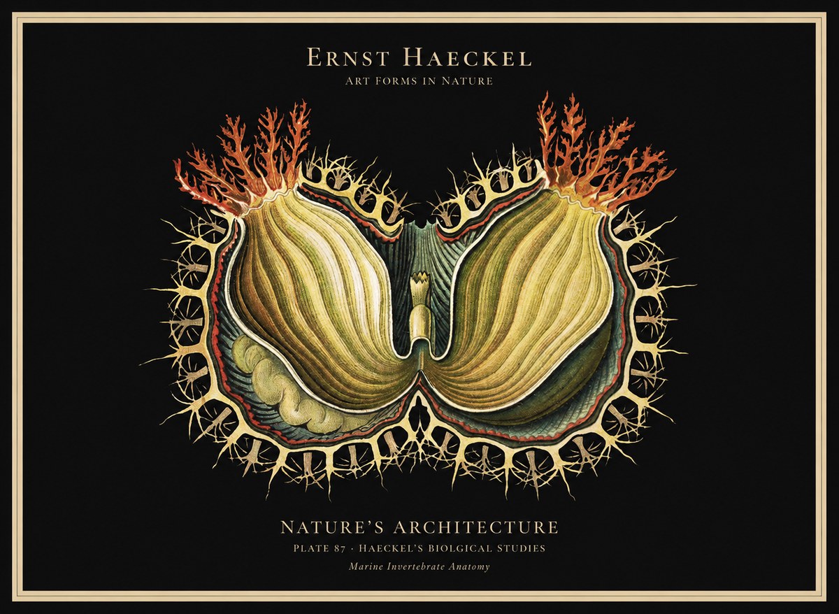 Ernst Haeckel Nature's Architecture No1 - Plakát