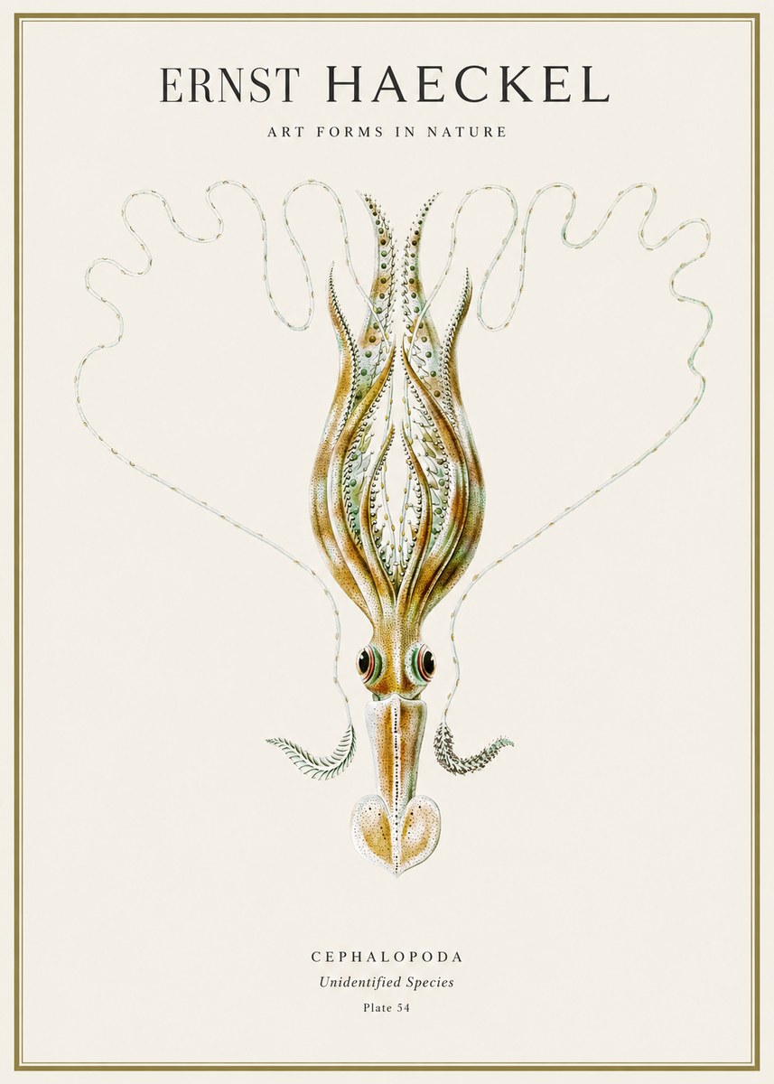 Ernst Haeckel Teuthis Pelagica No4 - Plakát